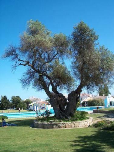 Pedras Del Rei Studio Tavira Kültér fotó